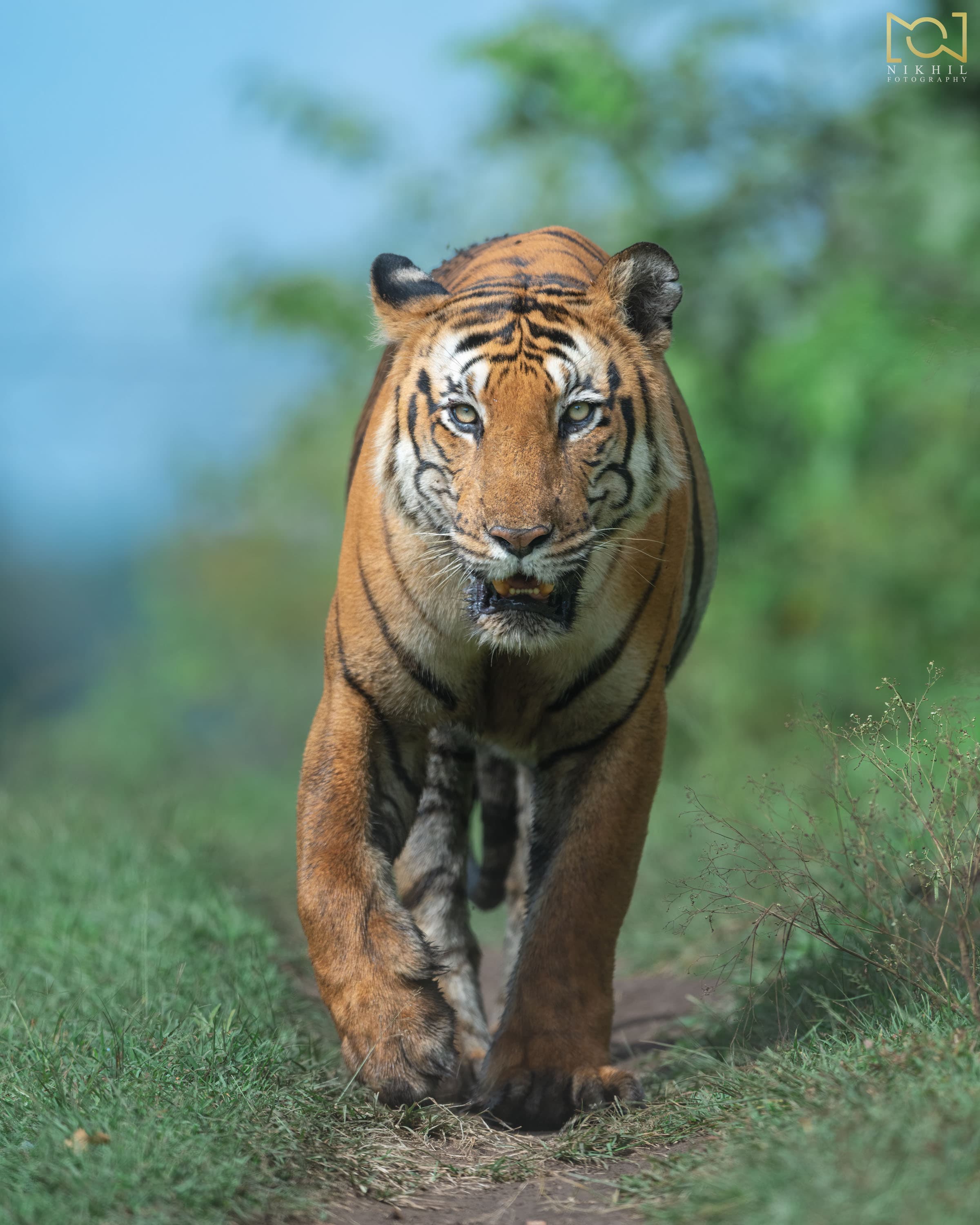 Wildlife
