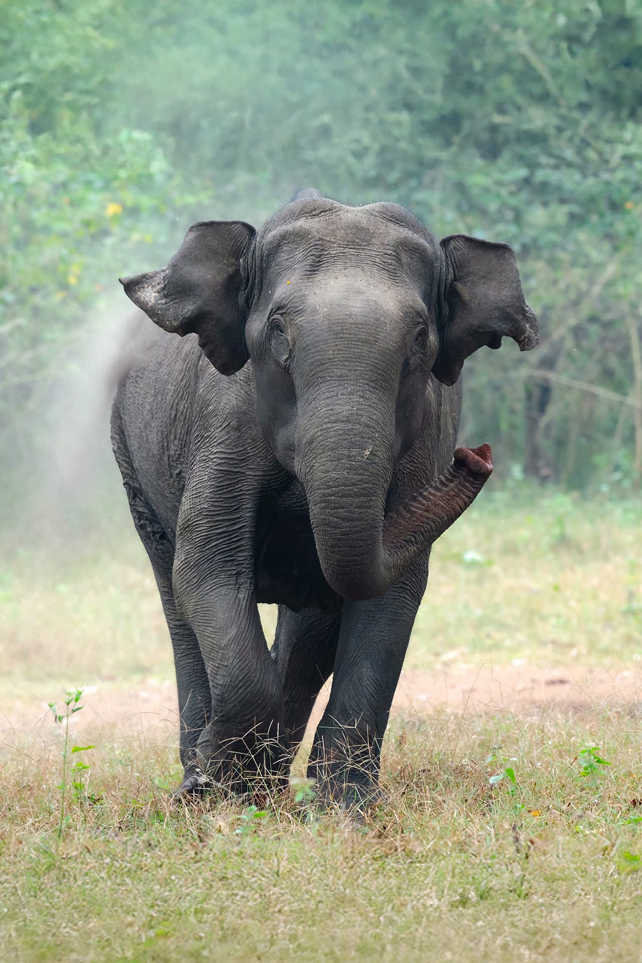 Wildlife
